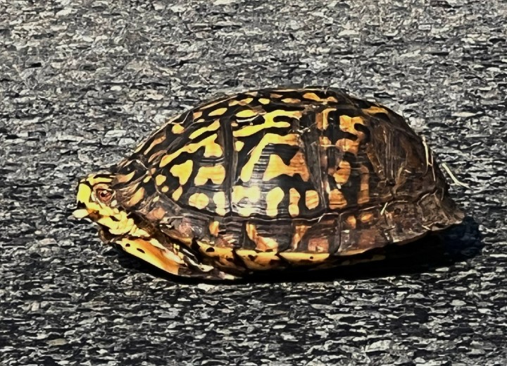 Eastern Box Turtle